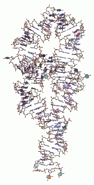 Three-Dimensional Structure of Group I Intron P4-P6