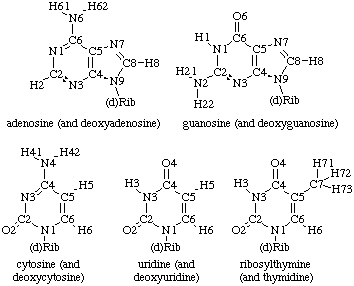 Structure of the RNA Bases
